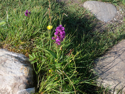 faune et flore Vigra 2025, orchys