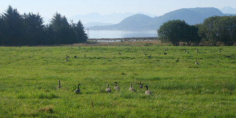 faune et flore Vigra 2025, Oies