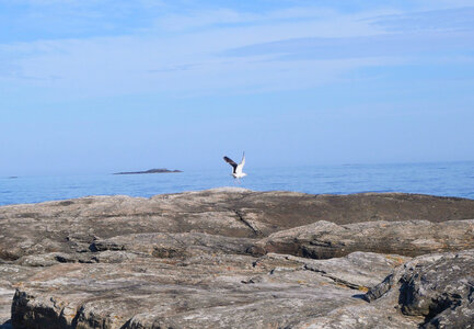 faune et flore Vigra 2025, mouette (ou goéland)