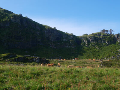 faune et flore Vigra 2025, Bovins dans la molnes reservat