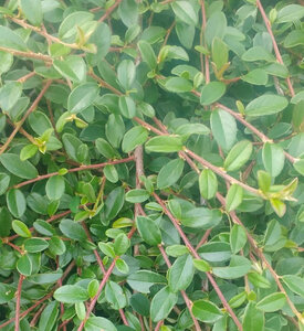 faune et flore Vigra 2025, Cotonéaster de Dammer
