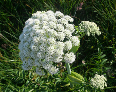 faune et flore Vigra 2025, Angélique des bois