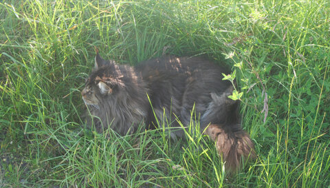 faune et flore Vigra 2025, Maine coon