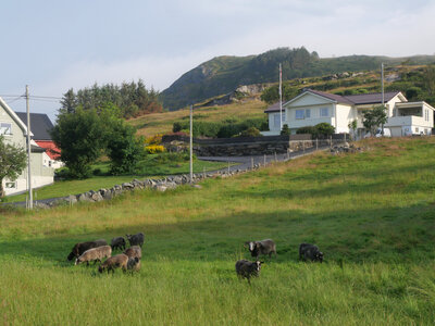faune et flore Vigra 2025, Moutons