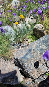 24-07-25-ceillac-col-sud-cristillan, 20250724_151958
