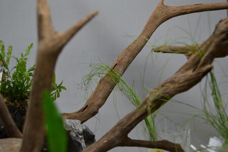 Aquascaping. Projet 600 Litres AKOLAD titre du Bac Planté: (Les Evadés de la Roche), DSC_0029
