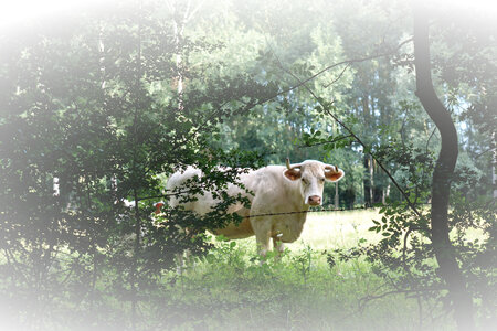 Marais Poitevien, DSC00061-vig