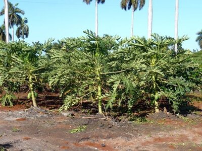 2007 Cuba , cuba2007175