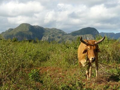 2007 Cuba , cuba2007080