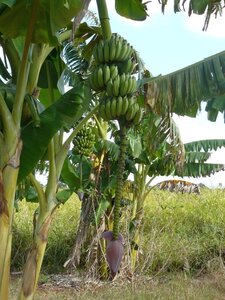 2007 Cuba , cuba2007253
