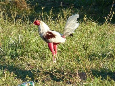 2007 Cuba , cuba2007161