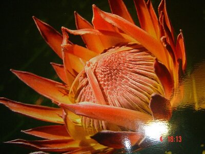 2004 Capetown, DSC00516