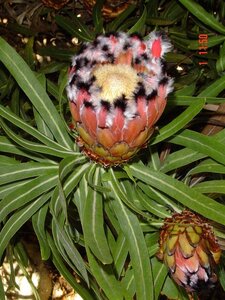 2004 Capetown, DSC00450