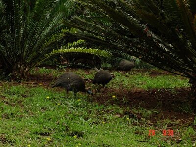 2004 Capetown, DSC00353