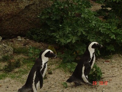 2004 Capetown, DSC00373