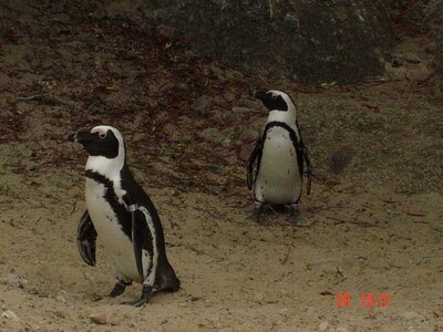 2004 Capetown, DSC00372