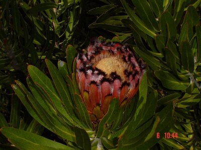 2004 Capetown, DSC00536