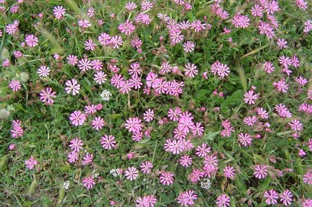 2006  Malte, 9 dwejra 007