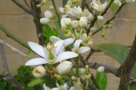 2006  Malte, 7 cornucopia 9