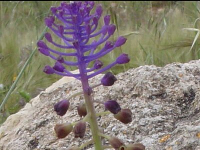 2006  Malte, 9 dwejra 027 b