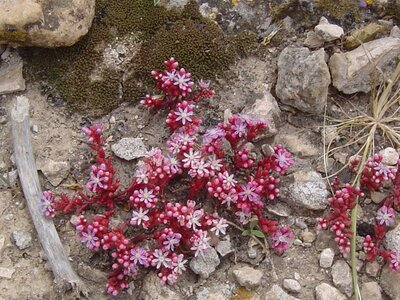 2006  Malte, 9 dwejra 014