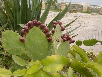 2006  Malte, 1 valette 024