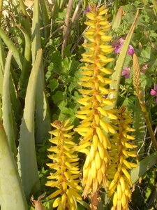 2006  Malte, 5 0  st julians 04