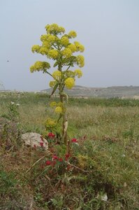 2006  Malte, 9 dwejra 029