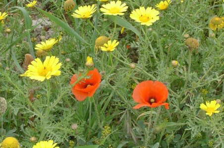 2006  Malte, 9 dwejra 012