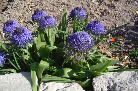 2006  Malte, 5 tarxien 01