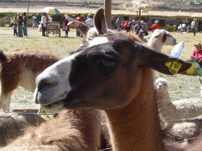2003 2005 Pérou, 15huancavelica15