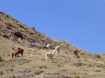 2003 2005 Pérou, 11Santa Barbara 013