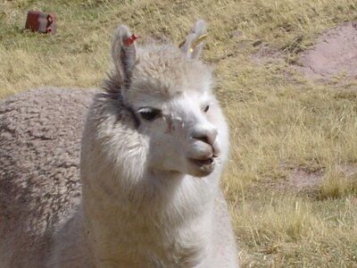 2003 2005 Pérou, 09saistupacamaru 030