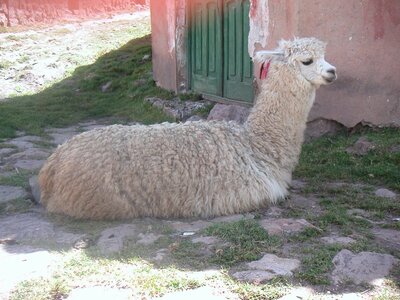 2003 2005 Pérou, PICT0019