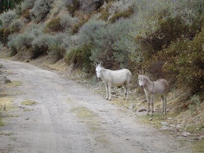 2003 2005 Pérou, 08huancaya 040