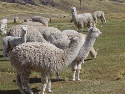 2003 2005 Pérou, 09saistupacamaru 014