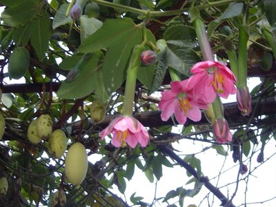 2003 2005 Pérou, 08huancaya 010