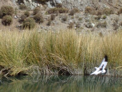 2003 2005 Pérou, 08huancaya 005