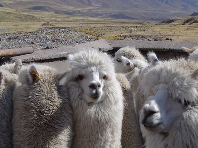 2003 2005 Pérou, 09saistupacamaru 035