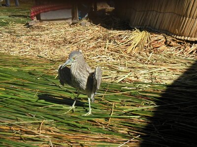 2003 2005 Pérou, PICT0136