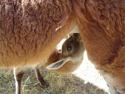 2003 2005 Pérou, 15huancavelica17