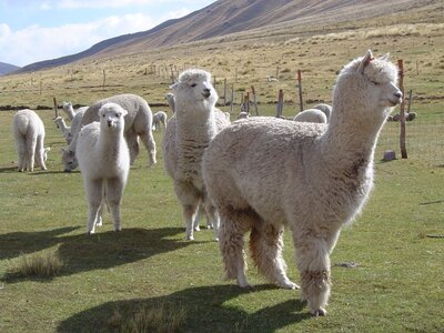 2003 2005 Pérou, 09saistupacamaru 019