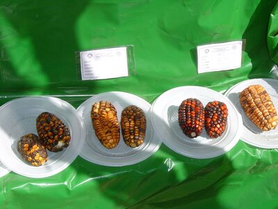 2003 2005 Pérou, 15huancavelica07