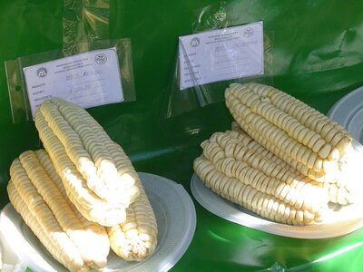 2003 2005 Pérou, 15huancavelica06