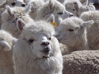 2003 2005 Pérou, 09saistupacamaru 037