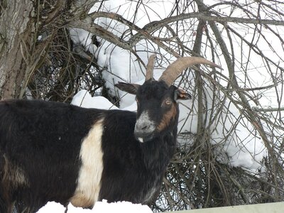 2007 Asturias, tielve (3)