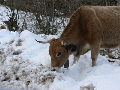 2007 Asturias, tielve (6)