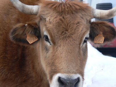 2007 Asturias, tielve (8)