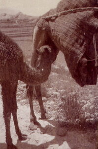 Henri Maroc 1931-1944, File_207