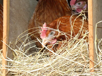 site ferme du val fleuri chambre d'hotes, nid-paillé